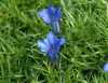 Gentiana Gellerhard